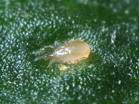 Neoseiulus cucumeris adult